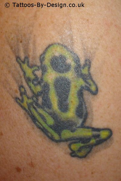 Poison Arrow Frog